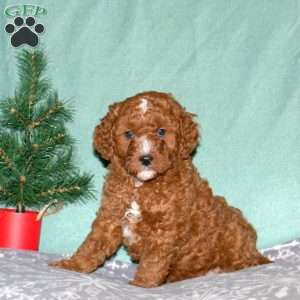 Nick, Cavapoo Puppy