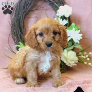 Nick, Cavapoo Puppy