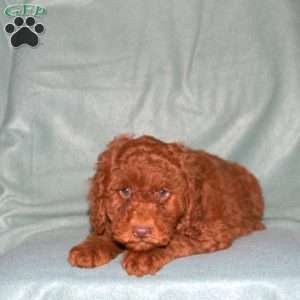 Nick, Cavapoo Puppy