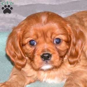 Nick, Cavalier King Charles Spaniel Puppy