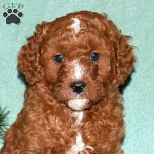 Nick, Cavapoo Puppy