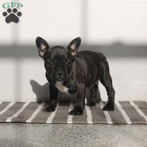 Nick, Frenchton Puppy