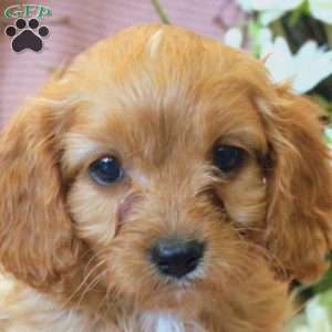 Nick, Cavapoo Puppy