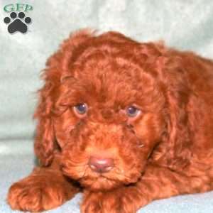 Nick, Cavapoo Puppy