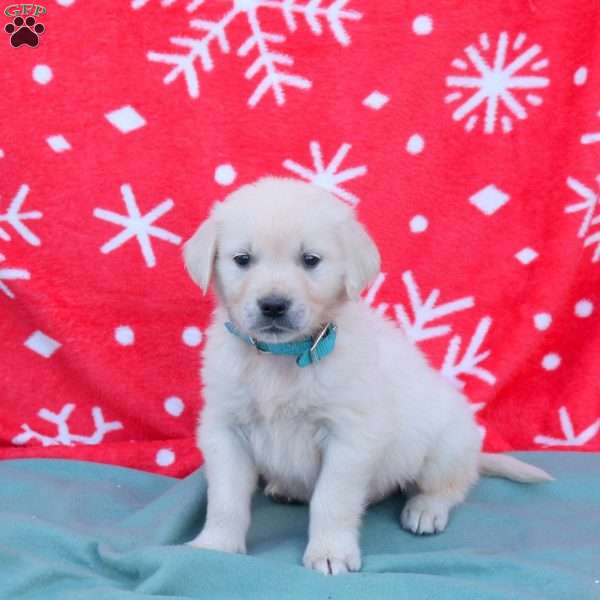 Nico, English Cream Golden Retriever Puppy