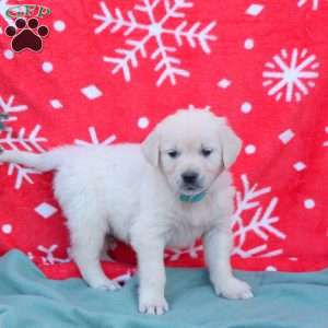 Nico, English Cream Golden Retriever Puppy