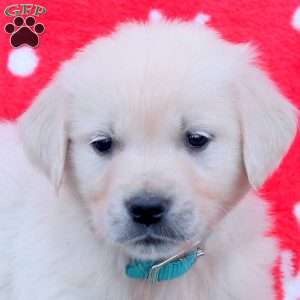 Nico, English Cream Golden Retriever Puppy