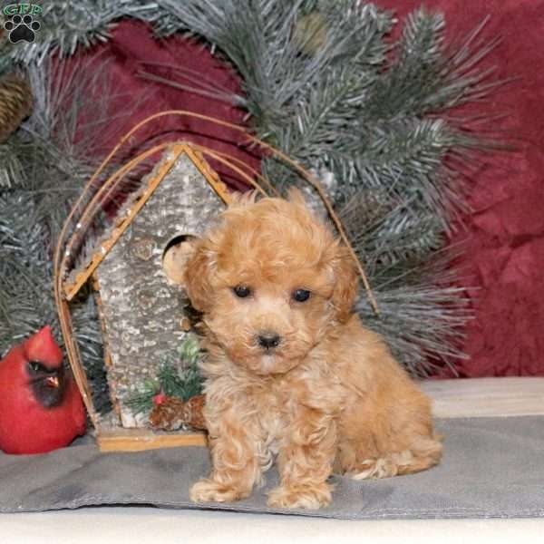 Nicolas, Toy Poodle Puppy