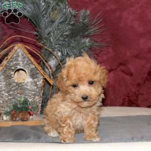 Nicolas, Toy Poodle Puppy