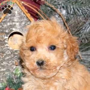 Nicolas, Toy Poodle Puppy