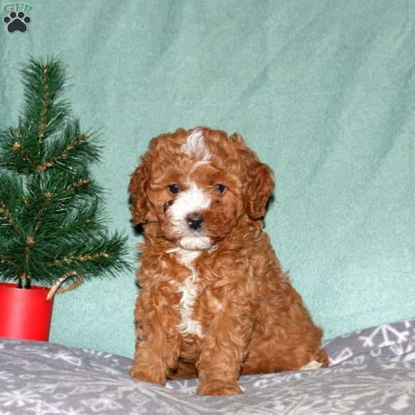 Nicole, Cavapoo Puppy