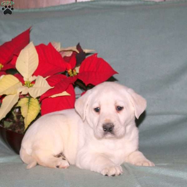 Nicole, Yellow Labrador Retriever Puppy