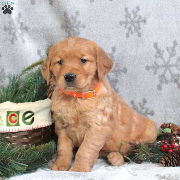 Nicole, Golden Retriever Puppy