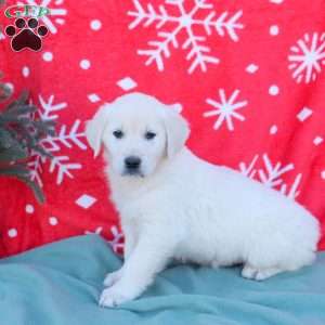 Nicole, English Cream Golden Retriever Puppy