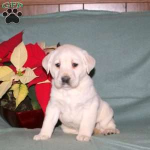 Nicole, Yellow Labrador Retriever Puppy