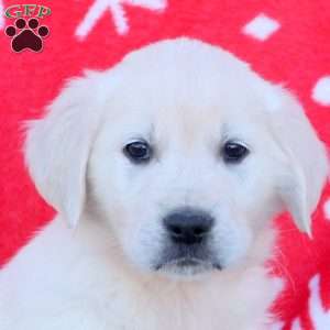 Nicole, English Cream Golden Retriever Puppy