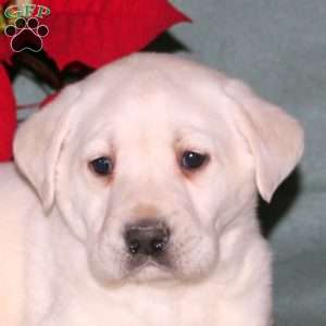 Nicole, Yellow Labrador Retriever Puppy