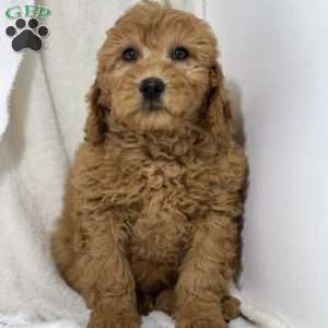 Nikki, Mini Goldendoodle Puppy