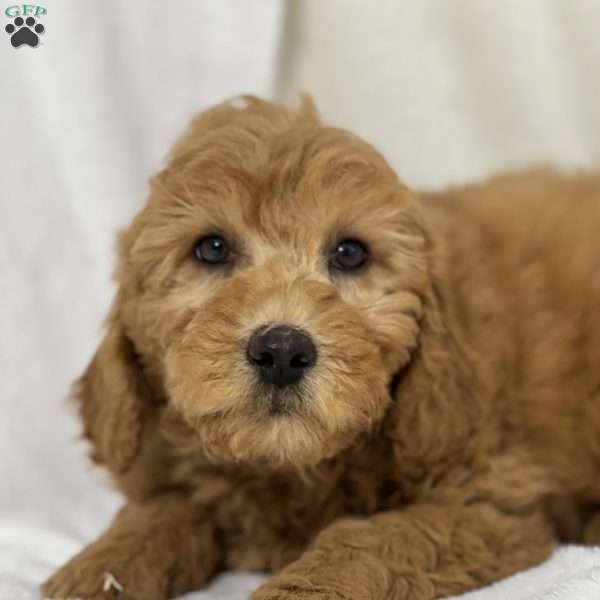 Nikki, Mini Goldendoodle Puppy