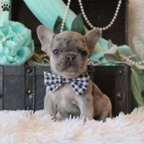 Niko, French Bulldog Puppy