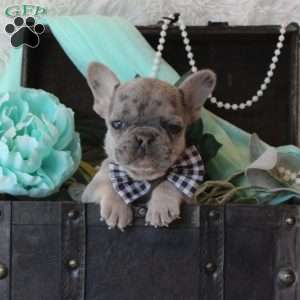 Niko, French Bulldog Puppy