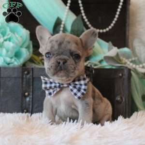 Niko, French Bulldog Puppy