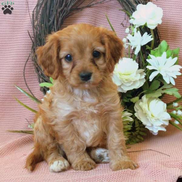 Nina, Cavapoo Puppy