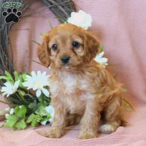 Nina, Cavapoo Puppy