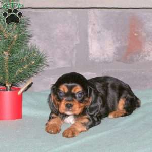 Nina, Cavalier King Charles Spaniel Puppy