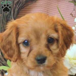 Nina, Cavapoo Puppy