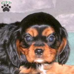 Nina, Cavalier King Charles Spaniel Puppy