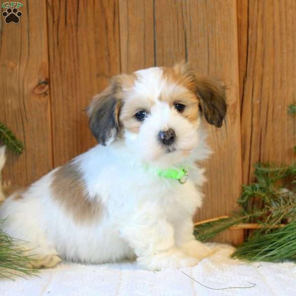 Ninja, Havanese Puppy