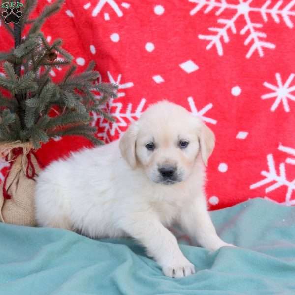 Nixon, English Cream Golden Retriever Puppy