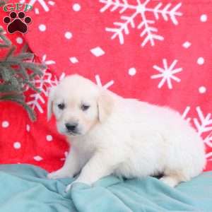 Nixon, English Cream Golden Retriever Puppy