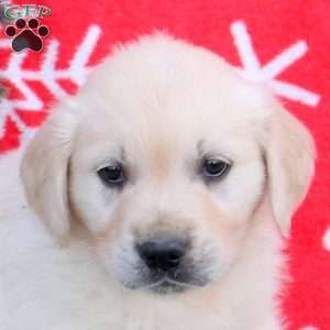 Nixon, English Cream Golden Retriever Puppy