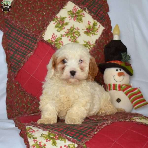 Noah, Cavapoo Puppy