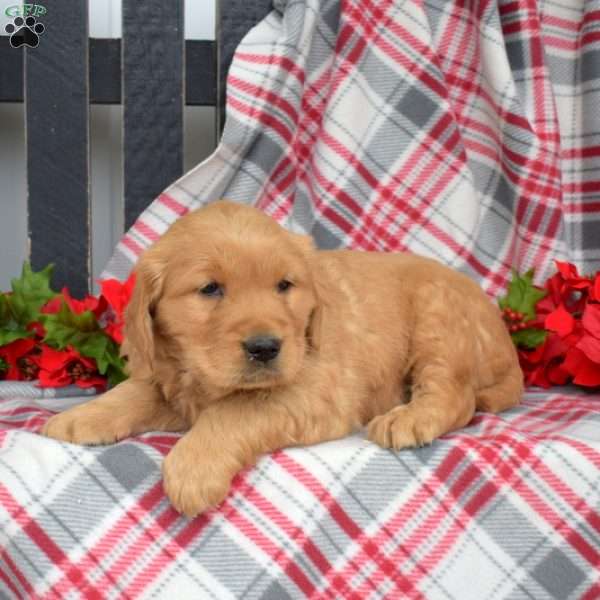 Noah, Golden Retriever Puppy