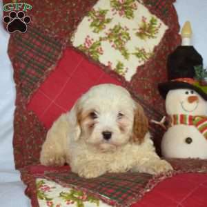 Noah, Cavapoo Puppy