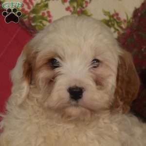 Noah, Cavapoo Puppy