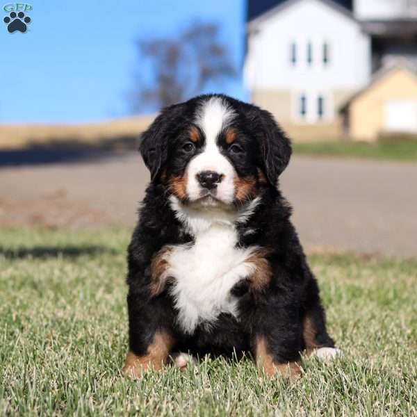 Noel, Bernese Mountain Dog Puppy