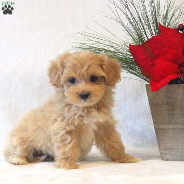 Noel, Maltipoo Puppy