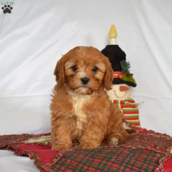 Noel, Cavapoo Puppy