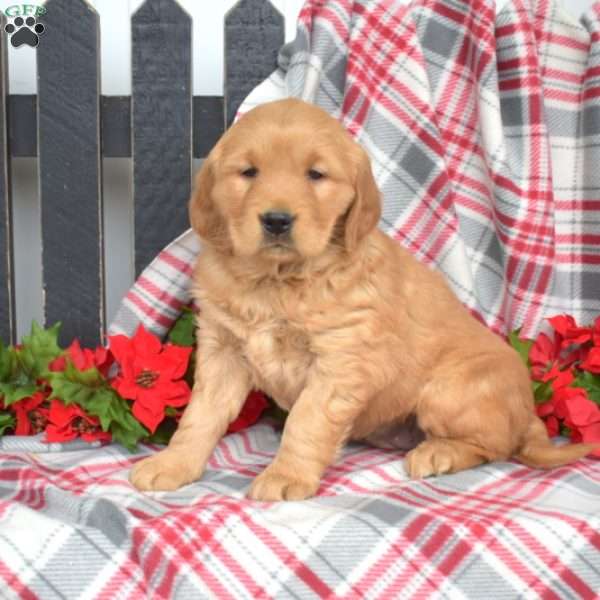 Noel, Golden Retriever Puppy