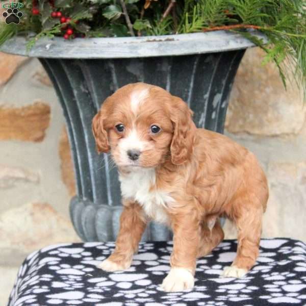 Noel, Cockapoo Puppy