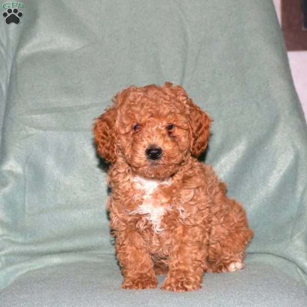 Noel, Cavapoo Puppy