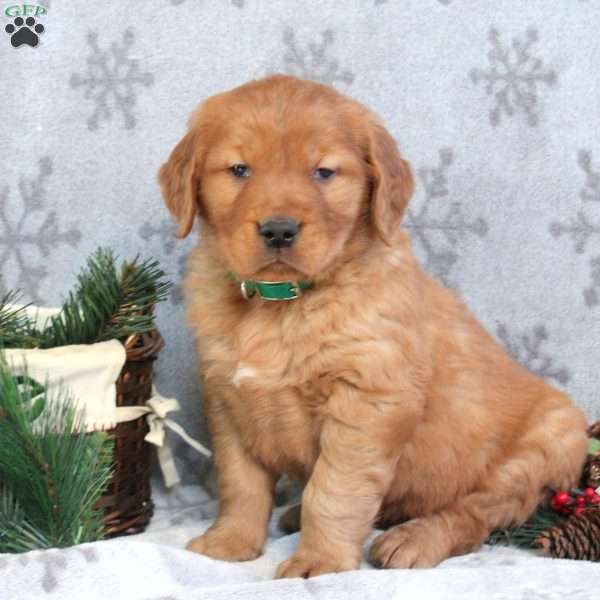 Noel, Golden Retriever Puppy