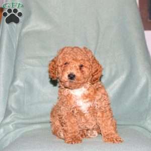 Noel, Cavapoo Puppy