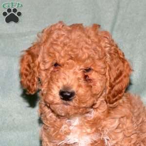 Noel, Cavapoo Puppy