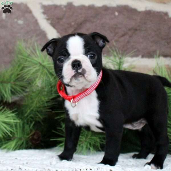 Sweetie, Boston Terrier Puppy