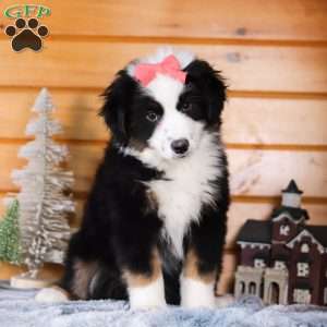 Noelle, Miniature Australian Shepherd Puppy